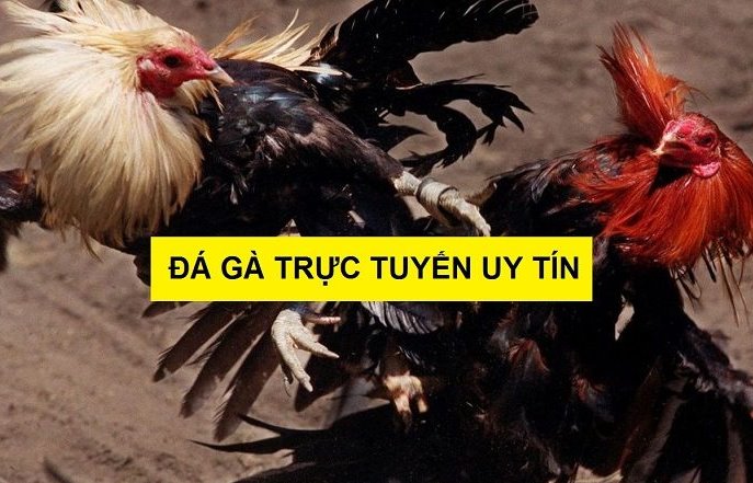 Đá gà thomo là gì ? Chơi đá gà thomo ở đâu uy tín nhất ?