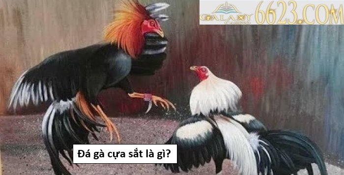 Đá gà cựa sắt là gì? Giới thiệu tổng quan về đá gà cựa sắt 