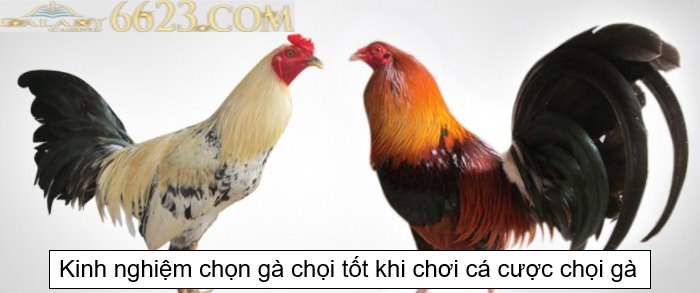 Kinh nghiệm chọn gà chọi tốt khi chơi cá cược chọi gà